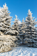 beautiful winter forest on sunny day
