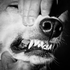 dog teeth (31) - 77386226