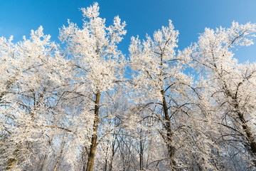 beautiful winter forest on sunny day