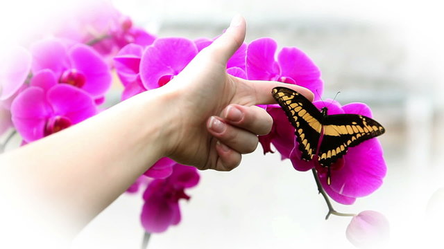Anonymous hand trying tro touch a nice black and yellow butterfly