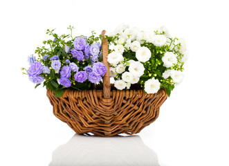 blue and white Campanula terry flowers in the wicker basket, iso