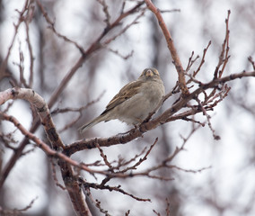 Sparrow on a tree