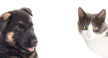 funny cat and a German Shepherd puppy on a white background