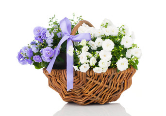 blue and white Campanula terry flowers in the wicker basket, iso