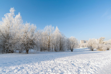 Obraz premium beautiful winter forest on sunny day