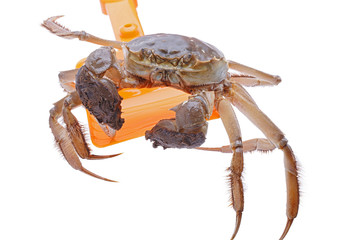 Hairy crabs on the shovel isolated in white background.