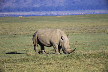 Rinoceronte,parco Nakuru,Kenya,