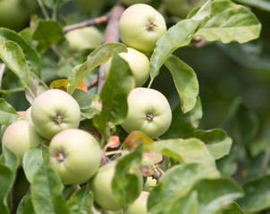 ripe apples on the tree in nature