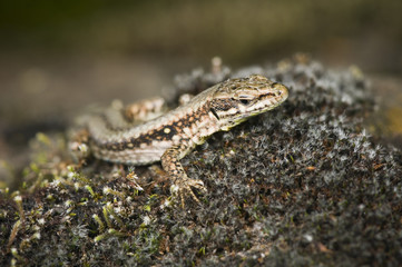 small lizard side