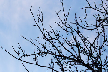 bare branches of a tree at sunset