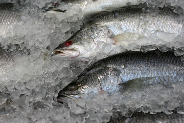 fish in the ice