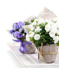 Campanula terry with blue and white flowers in paper packaging,