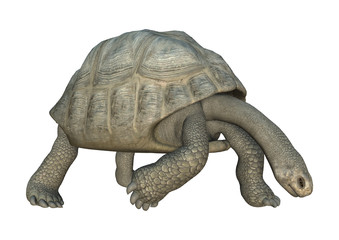 Fototapeta premium Galapagos Tortoise