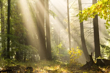 Gordijnen Light rays autumn fall forest landscape © Mateusz Liberra