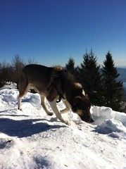 Dog sniffs traces in the snow