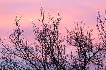 bare branches of a tree at sunset