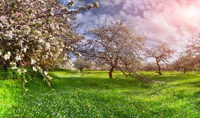 Fototapeta premium Colorful spring landscape in the apples garden