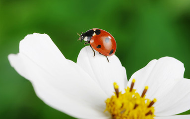 Ladybug