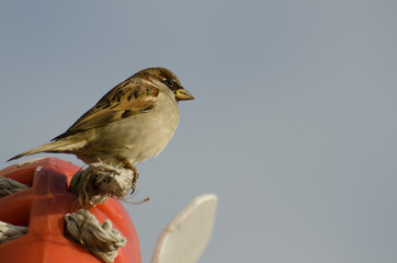 sparrow