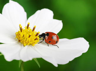 Fototapeta premium Ladybug