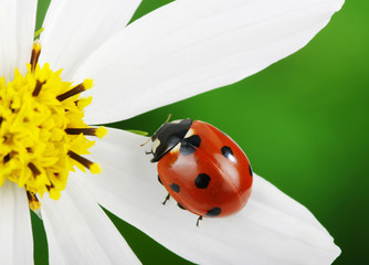 Ladybug