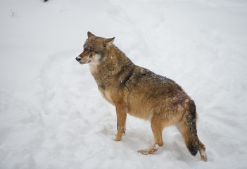 Wolf (Canis lupus) in winterlichen Wald