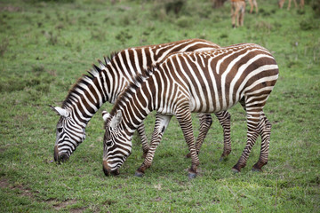 Fototapeta na wymiar Parco Masai Mara