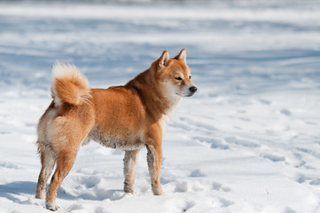 dirty shiba inu dog on snow