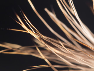 orange feather on a black background. close-up