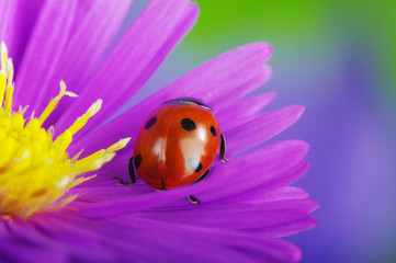 Ladybug