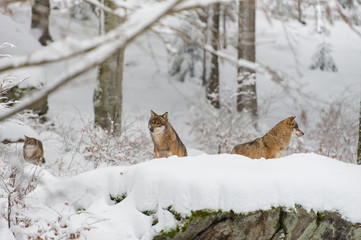 Wolfsrudel im Winterwald