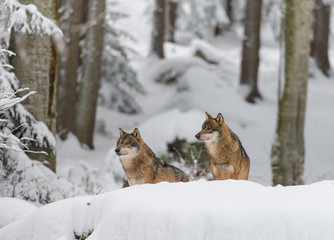 Fototapeta premium Wolfsrudel im Winterwald