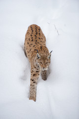 Luchs (lynx lynx) im Schnee