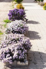 Flower-bed in sunny day