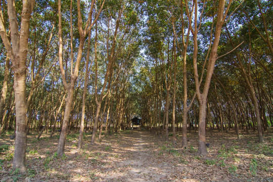 Rows of rubber trees in Thailand