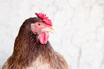 portrait of a chicken farm
