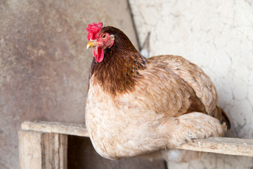 portrait of a chicken farm
