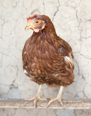 portrait of a chicken farm