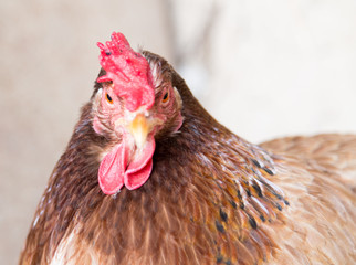 portrait of a chicken farm