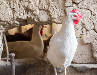portrait of white chicken farm