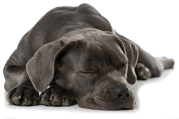 Schlafender Cane Corso