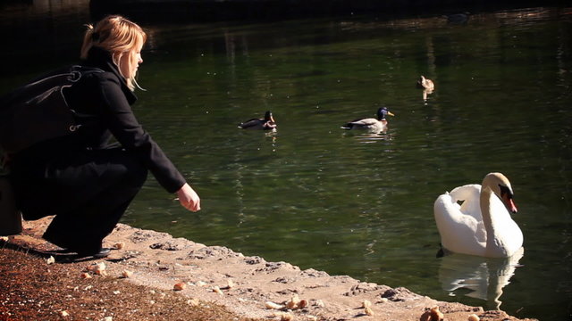 of woman feeding swan