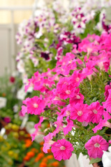 Obraz premium Petunia flowers