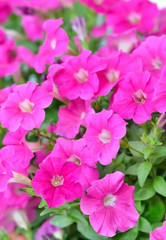 Pink petunia flowers in garden