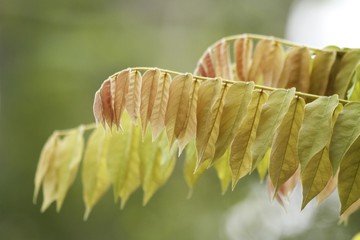 Tree at the fairchild gardens