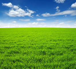 Obraz premium field