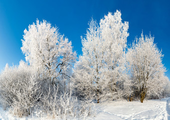 beautiful winter forest on sunny day