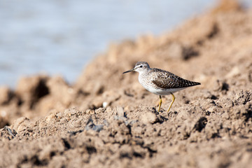  Wood Sandpiper (Tringa glareola)