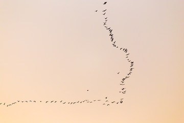 a flock of birds at sunset