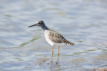 Obraz premium Wood Sandpiper (Tringa glareola)